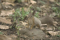 �N���b�N����Ɗg��ʐ^ ��39K