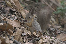 �N���b�N����Ɗg��ʐ^ ��38K