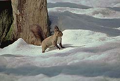 �N���b�N����Ɗg��ʐ^ ��36K