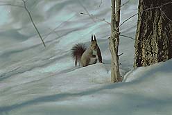 �N���b�N����Ɗg��ʐ^ ��31K