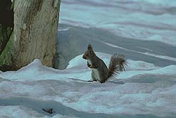 �N���b�N����Ɗg��ʐ^ ��29K