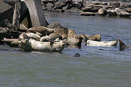 �N���b�N����Ɗg��ʐ^ 