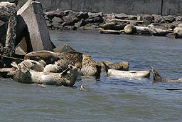 �N���b�N����Ɗg��ʐ^ 