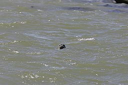 �N���b�N����Ɗg��ʐ^ 