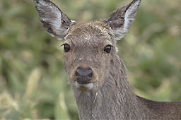 �N���b�N����Ɗg��ʐ^ ��37K