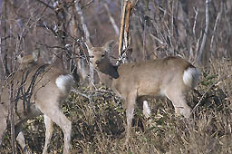 �N���b�N����Ɗg��ʐ^ ��67K