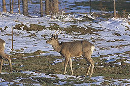 �N���b�N����Ɗg��ʐ^ ��69K