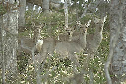 �N���b�N����Ɗg��ʐ^ ��60K