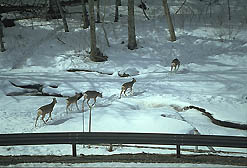 �N���b�N����Ɗg��ʐ^ ��51K