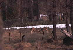 �N���b�N����Ɗg��ʐ^ ��49K