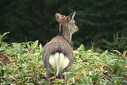 �N���b�N����Ɗg��ʐ^