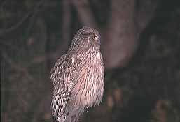 �N���b�N����Ɗg��ʐ^