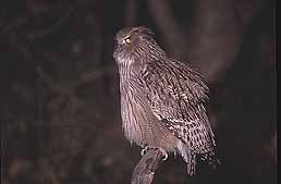 �N���b�N����Ɗg��ʐ^