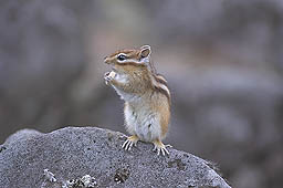 クリックすると拡大写真 約31K