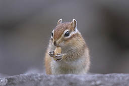 クリックすると拡大写真 約30K