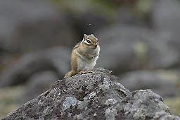 クリックすると拡大写真 約33K