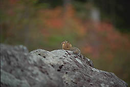 クリックすると拡大写真 約22K