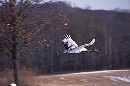 �N���b�N����Ɗg��ʐ^