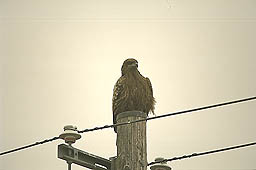 �N���b�N����Ɗg��ʐ^ ��21K