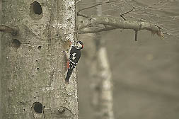 �N���b�N����Ɗg��ʐ^ ��56K