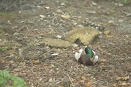 �N���b�N����Ɗg��ʐ^ ��71K