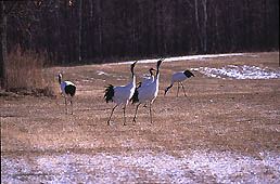 �N���b�N����Ɗg��ʐ^