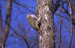 �N���b�N����Ɗg��ʐ^ ��56K