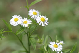 クリックすると拡大写真