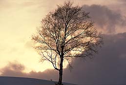 クリックすると拡大写真