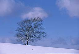 クリックすると拡大写真