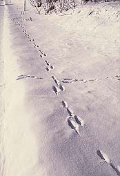 クリックすると拡大写真