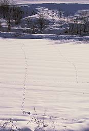 クリックすると拡大写真