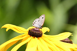 クリックすると拡大写真