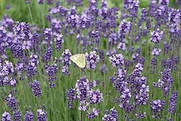 クリックすると拡大写真