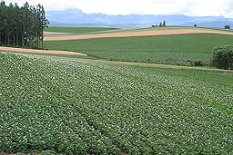 クリックすると拡大写真