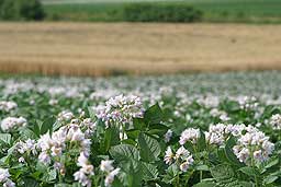 クリックすると拡大写真