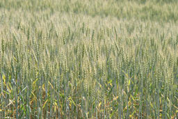 クリックすると拡大写真