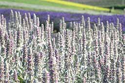 クリックすると拡大写真