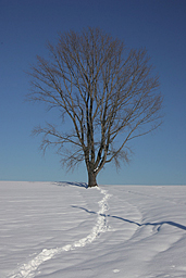 �N���b�N����Ɗg��ʐ^