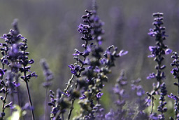 クリックすると拡大写真