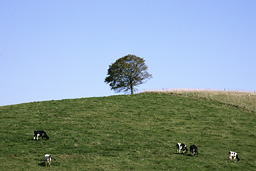 クリックすると拡大写真