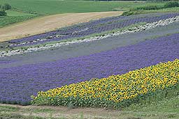 クリックすると拡大写真
