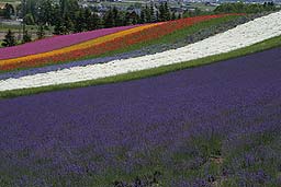 クリックすると拡大写真