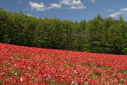 クリックすると拡大写真