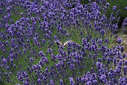 クリックすると拡大写真