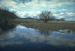 クリックすると拡大写真 約33K