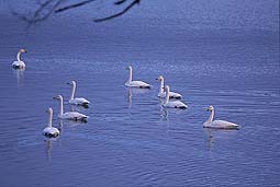 �N���b�N����Ɗg��ʐ^ 