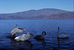 �N���b�N����Ɗg��ʐ^ 