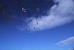 �N���b�N����Ɗg��ʐ^ 