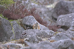クリックすると拡大写真 約43K